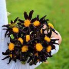 Verrone's Obsidian Black Dahlia Flower Plant 1 Bulbs Perennial Flowers Live Plant Rare