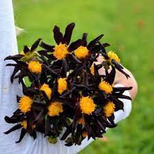 Verrone's Obsidian Black Dahlia Flower Plant 1 Bulbs Perennial Flowers Live Plant Rare