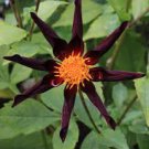 2 Bulbs Perennial Flowers Live Plant Rare Verrone's Obsidian Black Dahlia Flower Plant