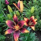 Flowers Live Plant Rare Forever Susan Asiatic Lily Live Plant Potted 4 Bulbs Perennial