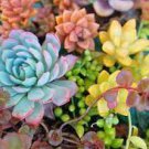 Succulent House Plant 50 mini Cuttings Bundle