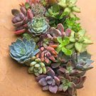 125 mini Cuttings Bundle Succulent House Plant  For Garden