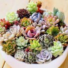 Bundle For House Succulent House Plant  For Garden 200 mini Cuttings