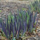1 Purple Flame Iris versicolor Blue Flag Flowers Thrives in Wet Areas Landscape