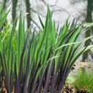 Blue Flag Flowers Thrives in Wet Areas Landscape 2 Purple Flame Iris versicolor