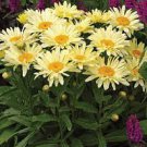 1 Banana Cream Daisy Live Plant Seedling Yellow Gold Color Flowers Perennial Plants