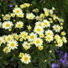 Live Plant Seedling Yellow Gold Color Flowers Perennial Plants 2 Banana Cream Daisy