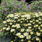 Flowers Perennial Plants 4 Banana Cream Daisy Live Plant Seedling Yellow Gold Color