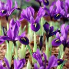 Dwarf Iris George Blue Purple White Foliage Flowers 1 Live Plant Perennial Starter Rhizome