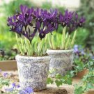 Flowers 2 Live Plant Perennial Starter Rhizome Dwarf Iris George Blue Purple White Foliage