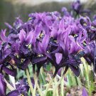 Rhizome Dwarf Iris George Blue Purple White Foliage Flowers 4 Live Plant Perennial Starter