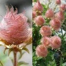 1 Prairie Geum triflorum Pink Flowers Fast Growing Modern Home Decor