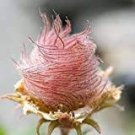 Geum triflorum Pink Flowers Fast Growing Modern Home Decor 4 Prairie