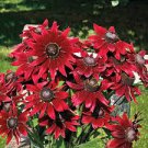 Black Eyed Susan 4 Live Plant Perennial Flowers in Summer Cherry Rudbekia
