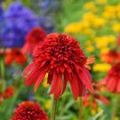 1 Hot Papaya Coneflower Red Double Echinacea Flowers Perennial Live Plants Summer