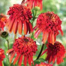Live Plants Summer 4 Hot Papaya Coneflower Red Double Echinacea Flowers Perennial