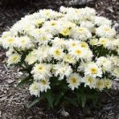 Live Plant Seedling Yellow Gold Color Crazy daisy Flowers Perennial 2 Ice Cream Dream Daisy
