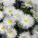 Flowers Perennial 4 Ice Cream Dream Daisy Live Plant Seedling Yellow Gold Color Crazy Daisy