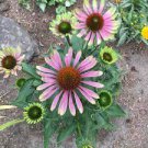 1 Echinacea Green Twister Flowers Perennial Live Plant