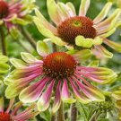 Flowers Perennial Live Plant 4 Echinacea Green Twister For garden