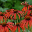 Coneflower Flowers Perennial Live Plant 2 pcs Tomato Soup Echinacea