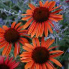 Flowers Perennial Live Plant 4 pcs Tomato Soup Echinacea Coneflower