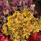 1Pcs Solar Eclipse Heuchera Flowers Perennial Plants Live Plant