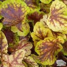 Flowers Perennial Plants Live Plant 2Pcs Solar Eclipse Heuchera