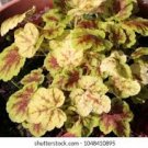 Live Plant 4Pcs Solar Eclipse Heuchera Flowers Perennial Plants