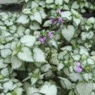 1 Live Plant Spotted Dead Nettle Beacon Silver Lamium Maculatum