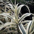 5pcs Peppermint Stick Grasses Giant Arundo donax Variegated White Grows Live Plant