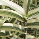Grows Live Plant 20pcs Peppermint Stick Grasses Giant Arundo donax Variegated White