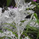 White Leaf Dusty Miller Centaurea Live Plant 2pcs Silver Plant Colchester