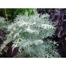 Live Plant 4pcs Silver Plant Colchester White Leaf Dusty Miller Centaurea