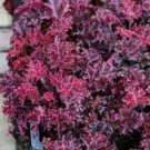 1 Melting Fire Coral Bells Heuchera with Flowers Perennial Live Plant