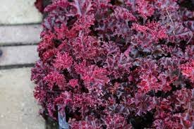 1 Melting Fire Coral Bells Heuchera with Flowers Perennial Live Plant
