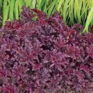 Heuchera with Flowers Perennial Live Plant 2 Melting Fire Coral Bells