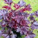 Live Plant 4 Heuchera with Flowers Perennial Melting Fire Coral Bells
