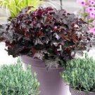 1 Palace Purple Heuchera with Flowers Perennial Live Plant