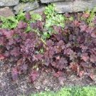 Live Plant 2 Palace Purple Heuchera with Flowers Perennial