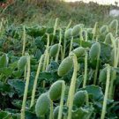 1 Squirting Cucumber Live Plant Exploding Seed Pods Flowers