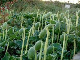 1 Squirting Cucumber Live Plant Exploding Seed Pods Flowers