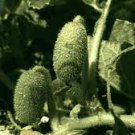 Exploding Seed Pods Flowers 2 Squirting Cucumber Live Plant