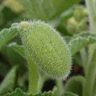 Cucumber Live Plant Exploding Seed Pods Flowers 4 Squirting