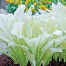 1 Hosta White Feather Live Plant Perennial starter root bulb rhizome