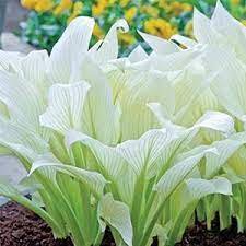 1 Hosta White Feather Live Plant Perennial starter root bulb rhizome