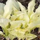 Live Plant Perennial starter root bulb rhizome 2 Hosta White Feather