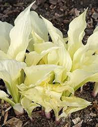 Live Plant Perennial starter root bulb rhizome 2 Hosta White Feather