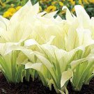 rhizome 4 Hosta White Feather Live Plant Perennial Starter Root Bulb