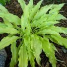1 Hosta Wiggles and Squiggles Live Plants Flowers Perennial Starter root bulb rhizome Yellow
